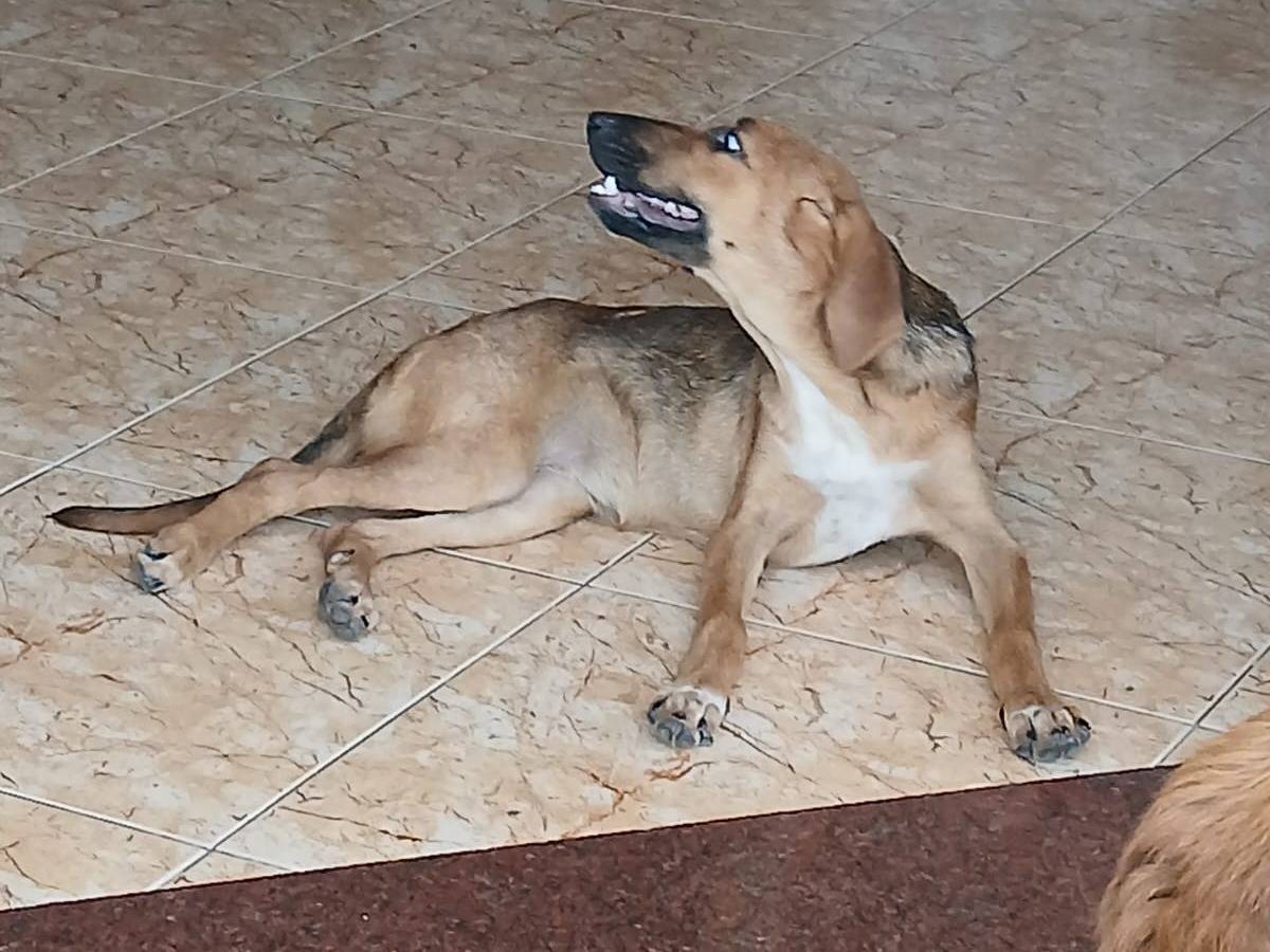 Vuoi adottare un cane a Udine?