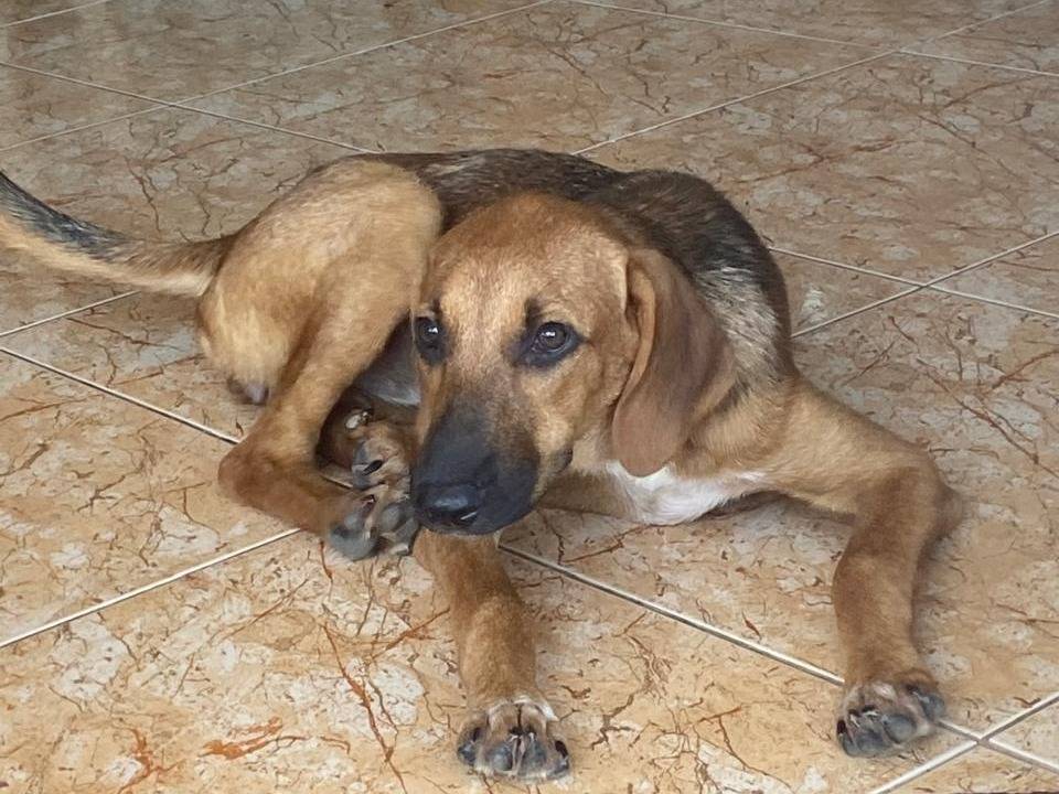 Adotta il cane Farah a Udine