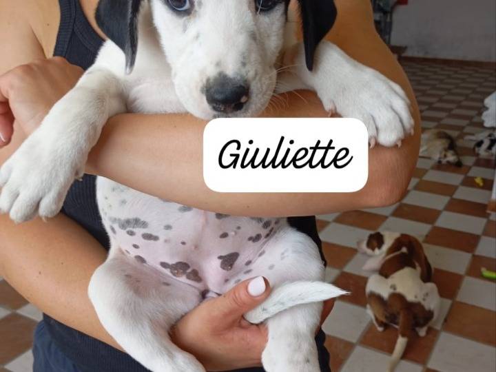 Adozione cane, femmina, Razza sconosciuta Razza sconosciuta, 2 mesi, taglia piccola, Avellino