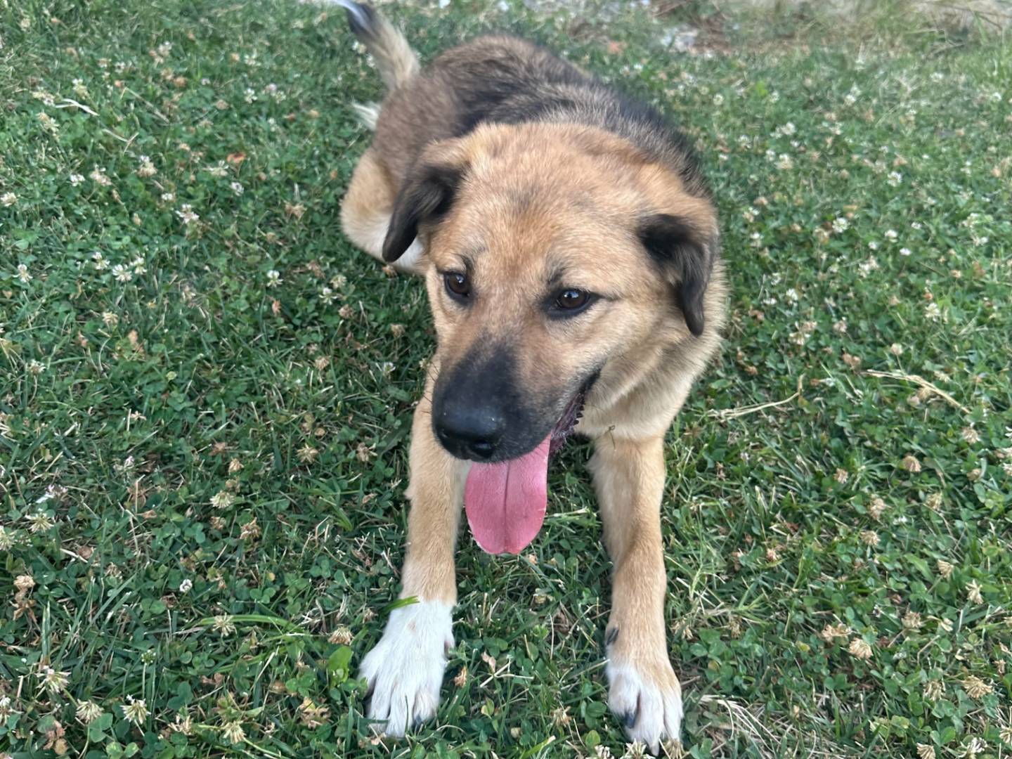 Vuoi adottare un cane a Udine?