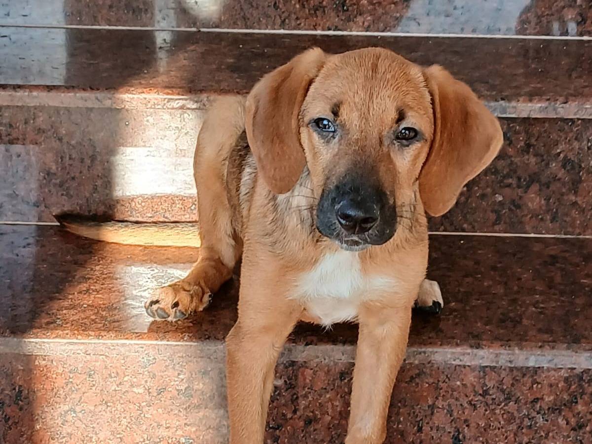 Adozione cane, femmina, Razza sconosciuta Razza sconosciuta, 6 mesi, taglia grande, Udine