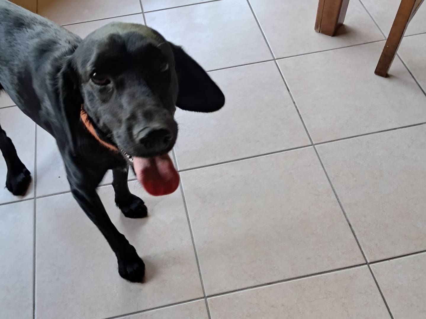 Adotta un cane, femmina, 2 anni e 4 mesi, Milano