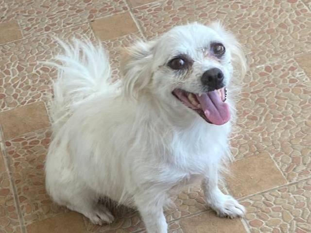 Adozione cane, femmina, Razza sconosciuta Razza sconosciuta, 3 anni e 1 mese, taglia piccola, Udine