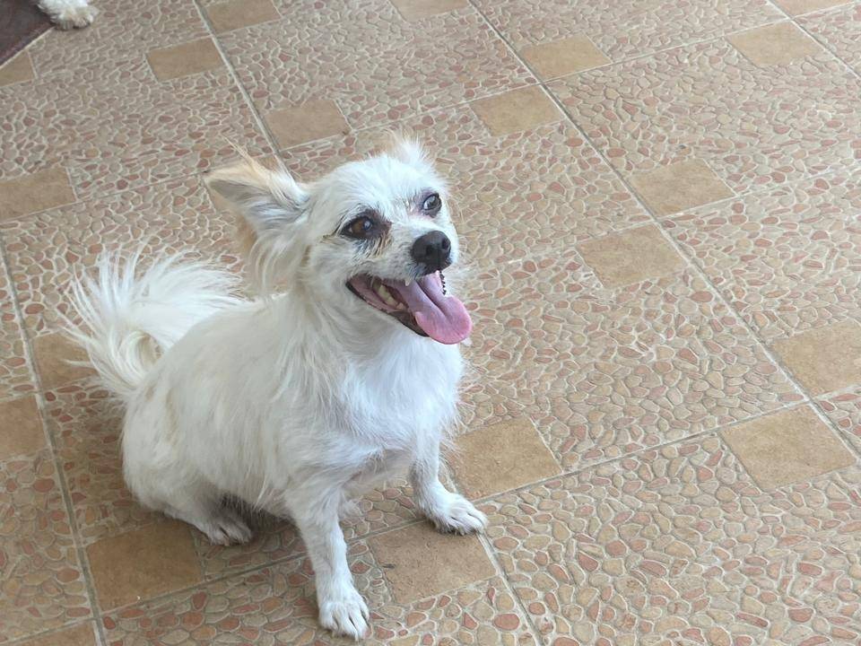 Adotta un cane, femmina, 3 anni e 1 mese, Udine