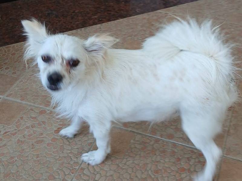 Adotta un cane, taglia piccola, femmina, Udine