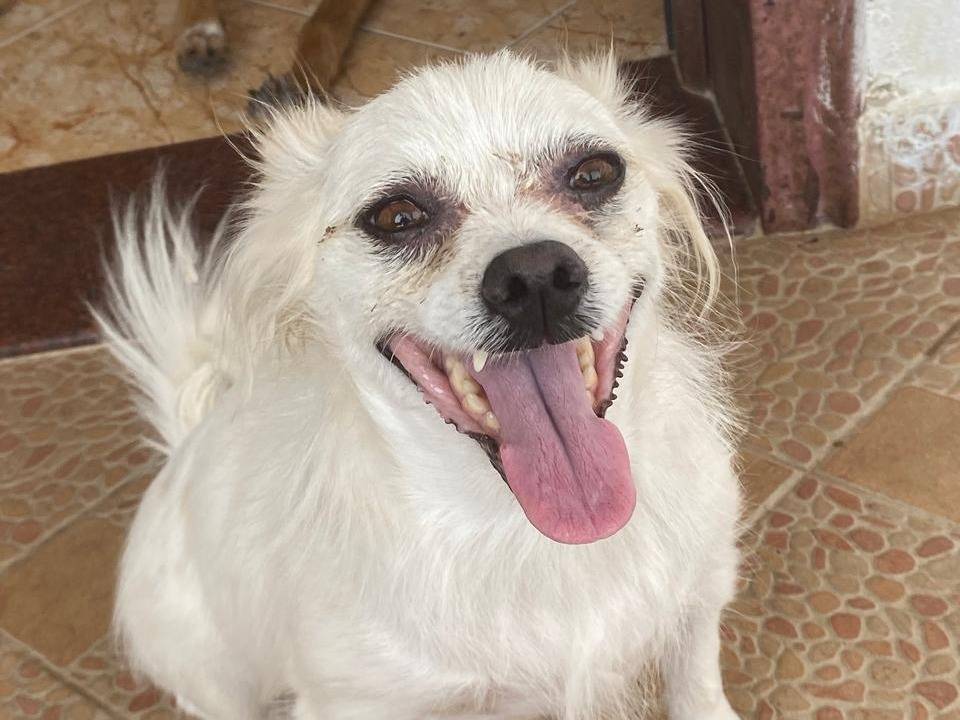 Vuoi adottare un cane a Udine?