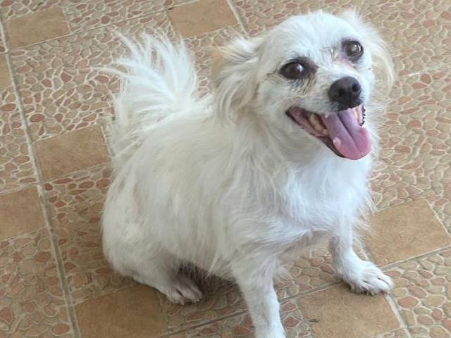 Adotta il cane Sybil a Udine