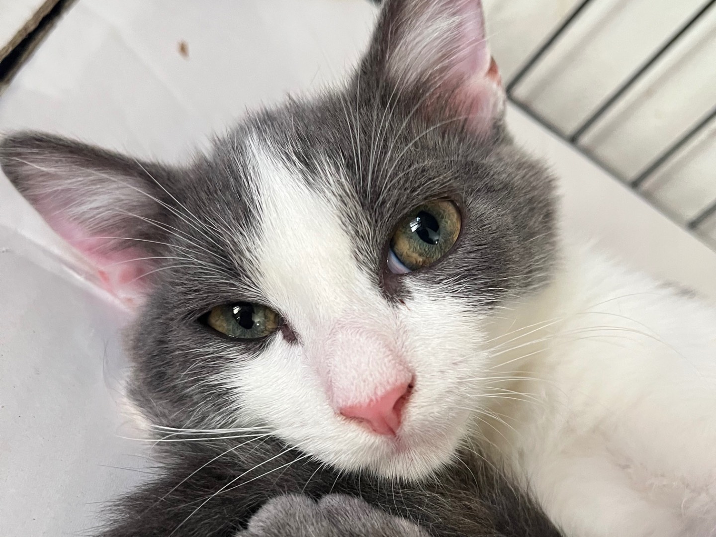Adozione gatto, femmina, Razza sconosciuta Razza sconosciuta, 4 mesi, taglia non valida, Padova