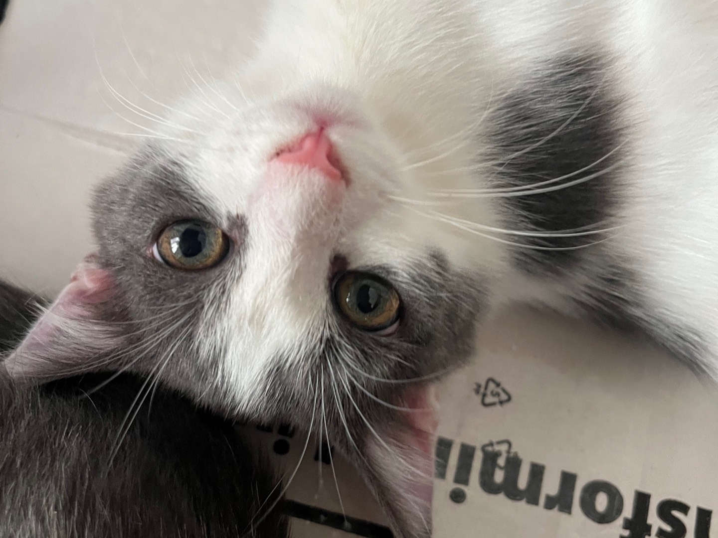 Adotta un gatto, femmina, 4 mesi, Padova