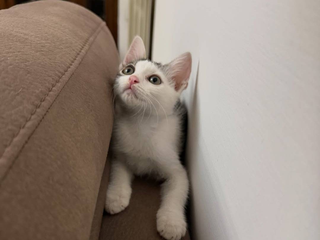 Vuoi adottare un gatto a Caserta?