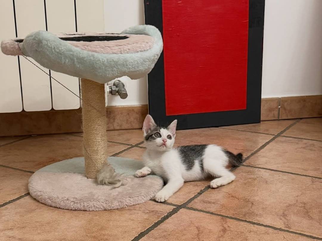 Adotta il gatto Gingi a Caserta