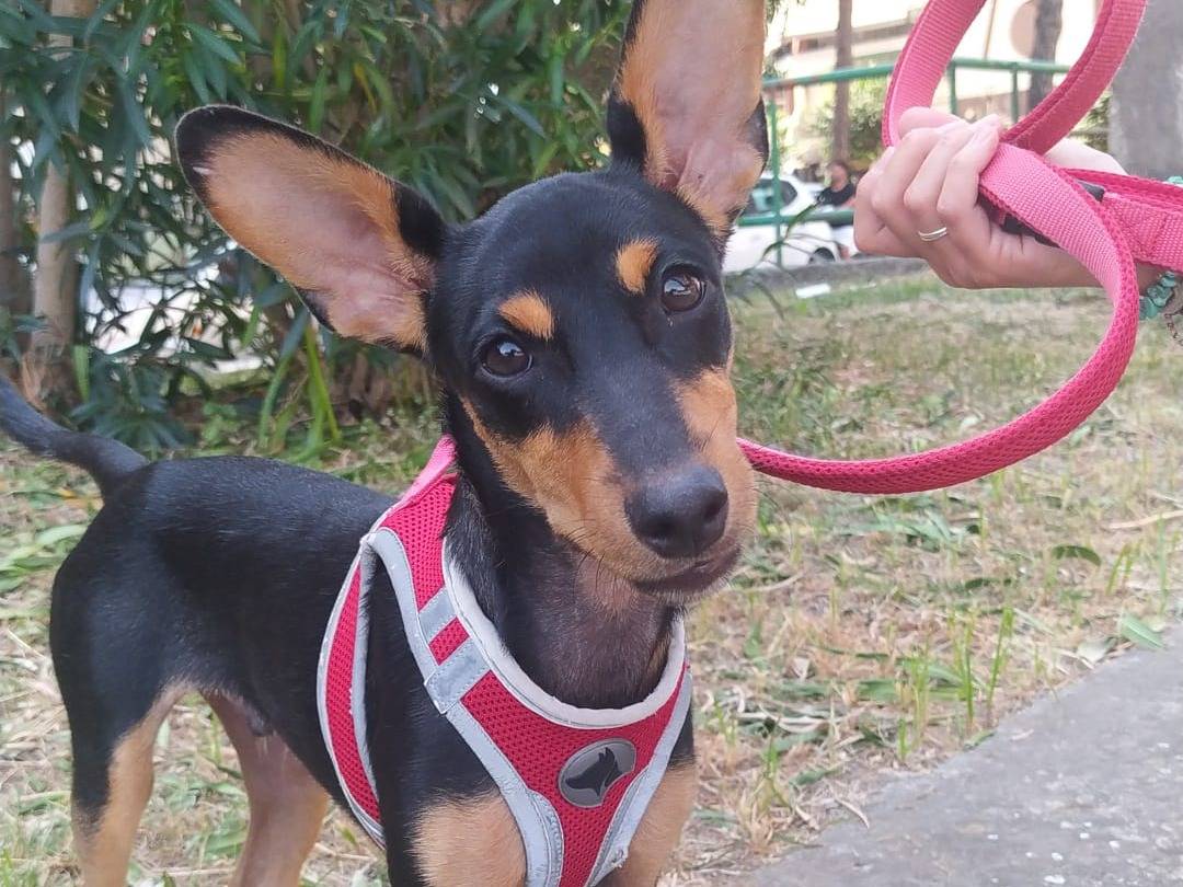 Adozione cane, maschio, Razza sconosciuta Razza sconosciuta, 6 mesi, taglia piccola, Napoli