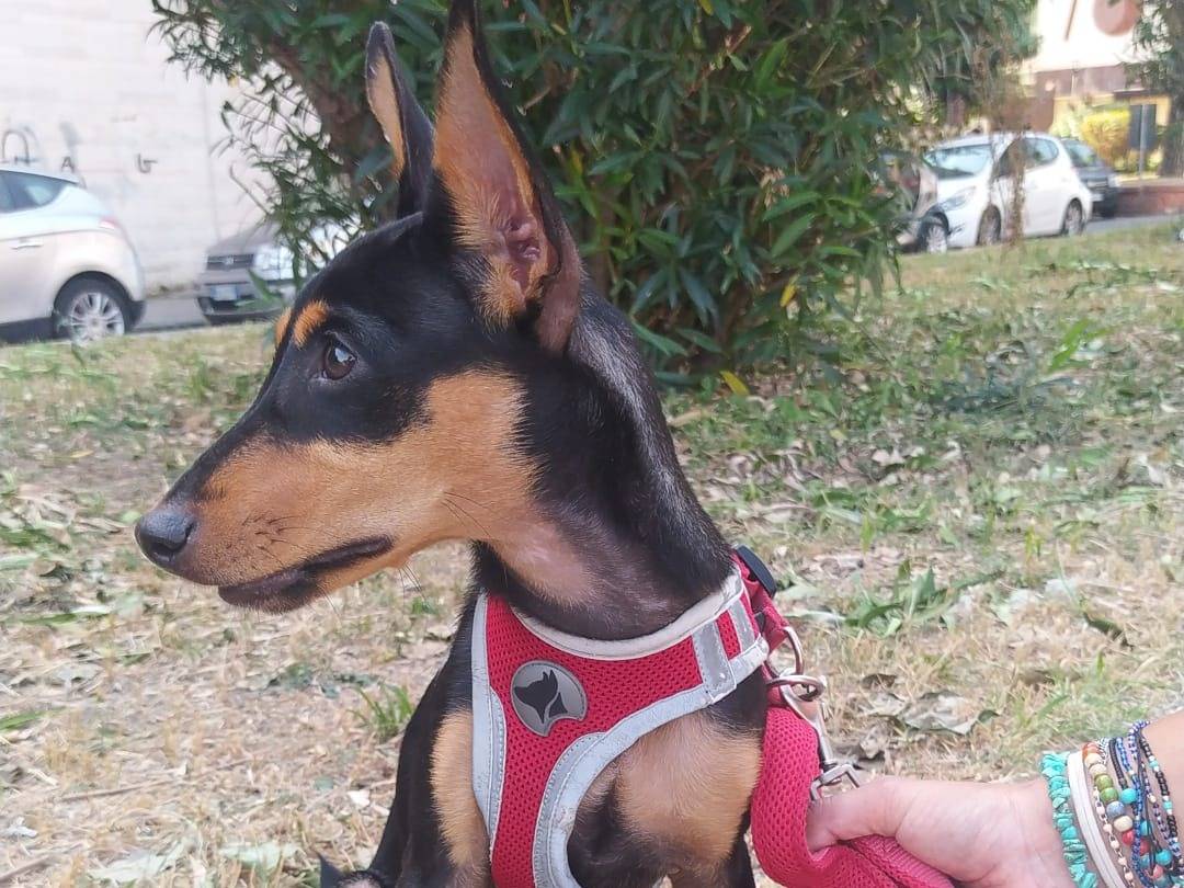 Adotta un cane, maschio, 6 mesi, Napoli