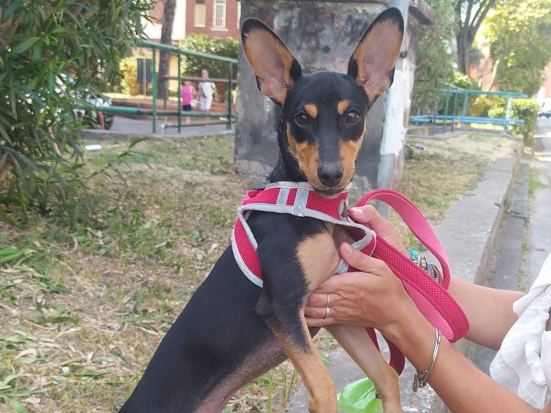 Adotta un cane, taglia piccola, maschio, Napoli
