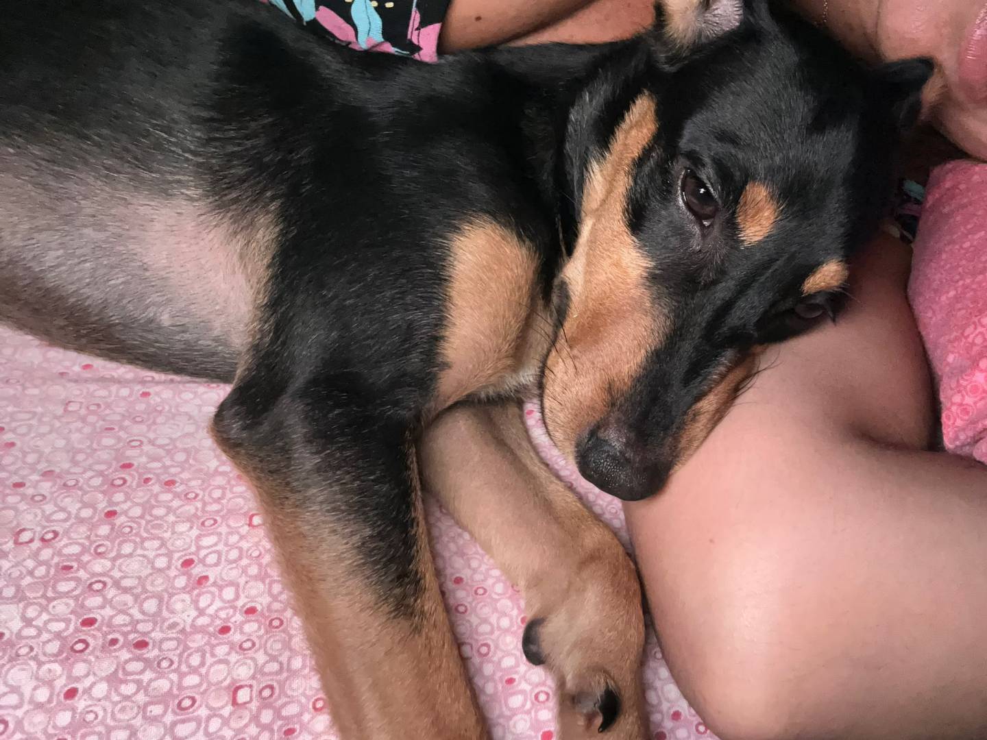 Vuoi adottare un cane a Napoli?