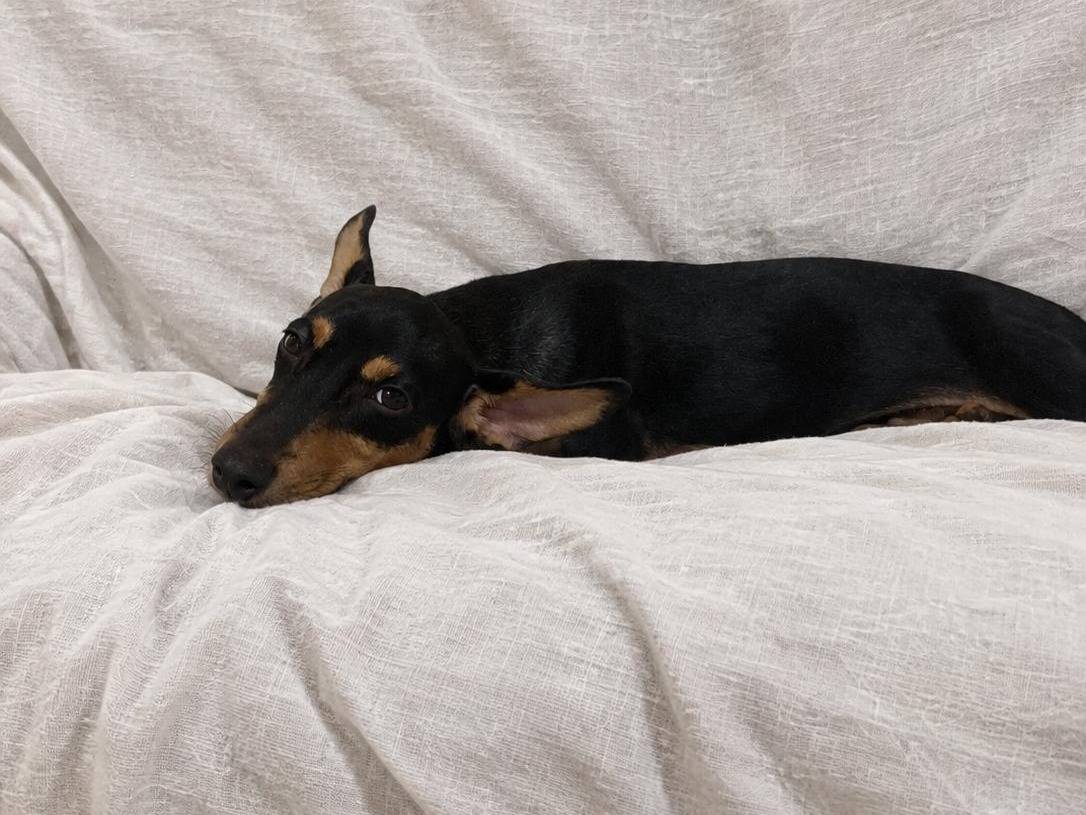 Adotta il cane Pino a Napoli