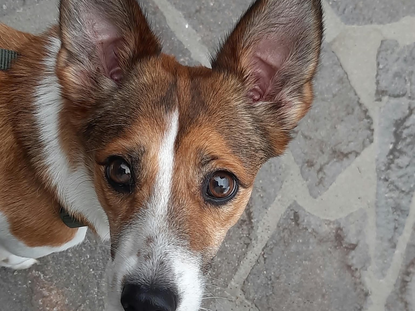 Adotta un cane, femmina, 7 anni, Pescara