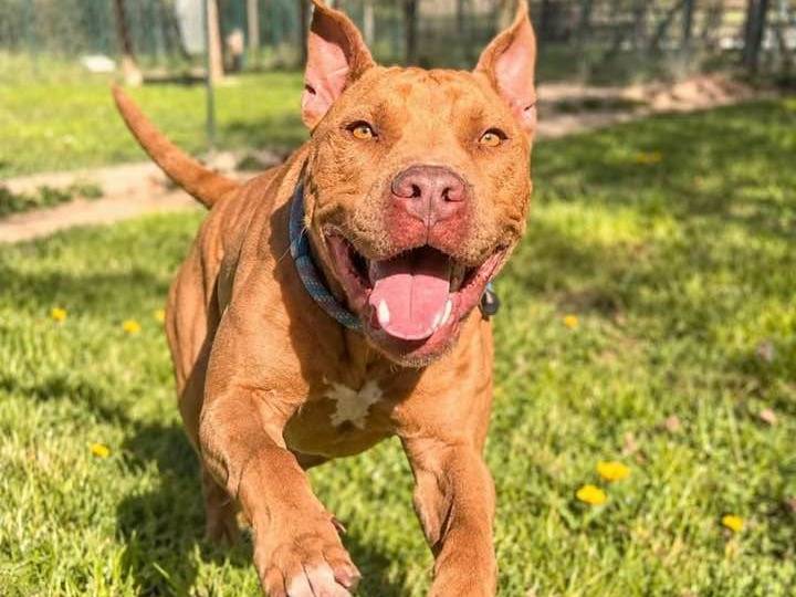 Adozione cane, maschio, Pitbull Razza sconosciuta, 2 anni e 1 mese, taglia media, Sondrio