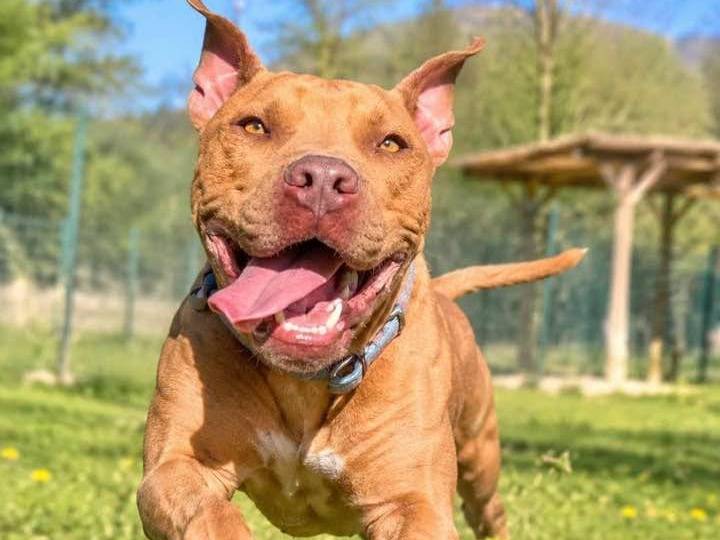 Adotta un cane, maschio, 2 anni e 1 mese, Sondrio