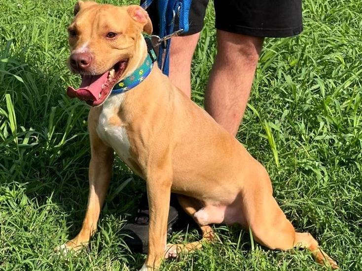 Adotta un cane, maschio, 2 anni e 2 mesi, Milano