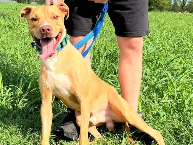 Adozione cane, maschio, Razza sconosciuta Razza sconosciuta, 2 anni e 2 mesi, taglia media, Milano