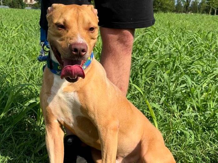 Adotta un cane, taglia media, maschio, Milano