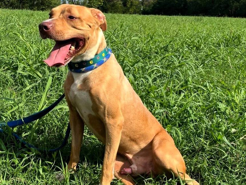 Vuoi adottare un cane a Milano?