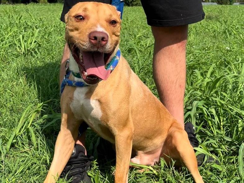 Adotta il cane CLYDE a Milano