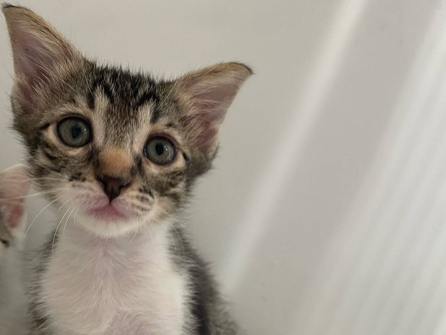 Adozione gatto, femmina, Razza sconosciuta Razza sconosciuta, 2 mesi, taglia non valida, Terni