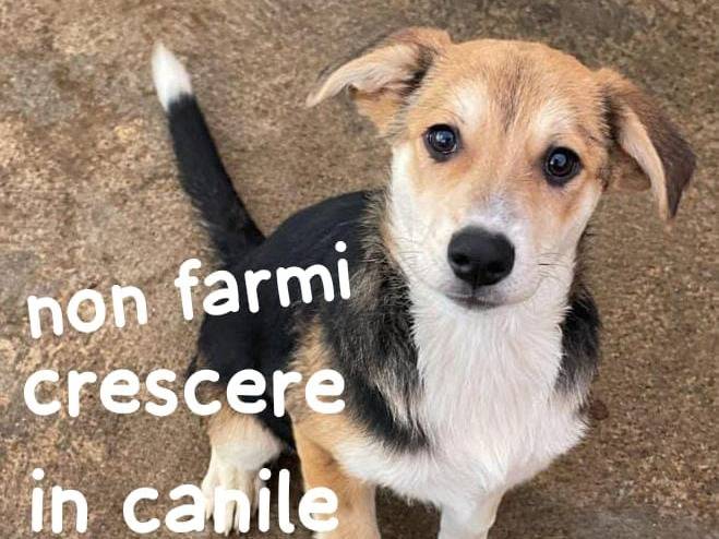 Adozione cane, maschio, Razza sconosciuta Razza sconosciuta, 4 mesi, taglia media, Cremona