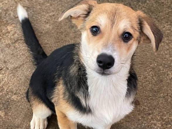Adotta un cane, maschio, 4 mesi, Cremona