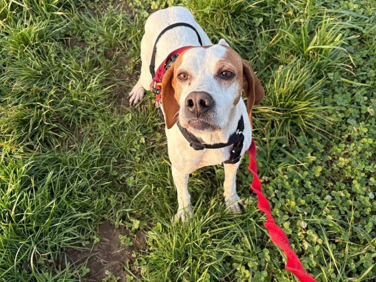 Adozione cane, femmina, Pointer Razza sconosciuta, 3 anni e 3 mesi, taglia media, Milano