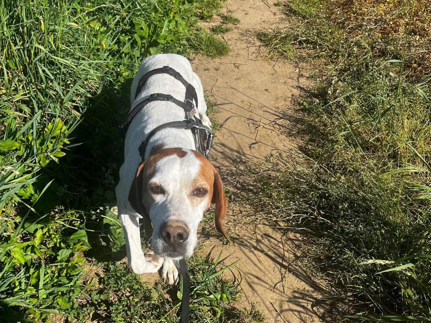 Adotta un cane, femmina, 3 anni e 3 mesi, Milano
