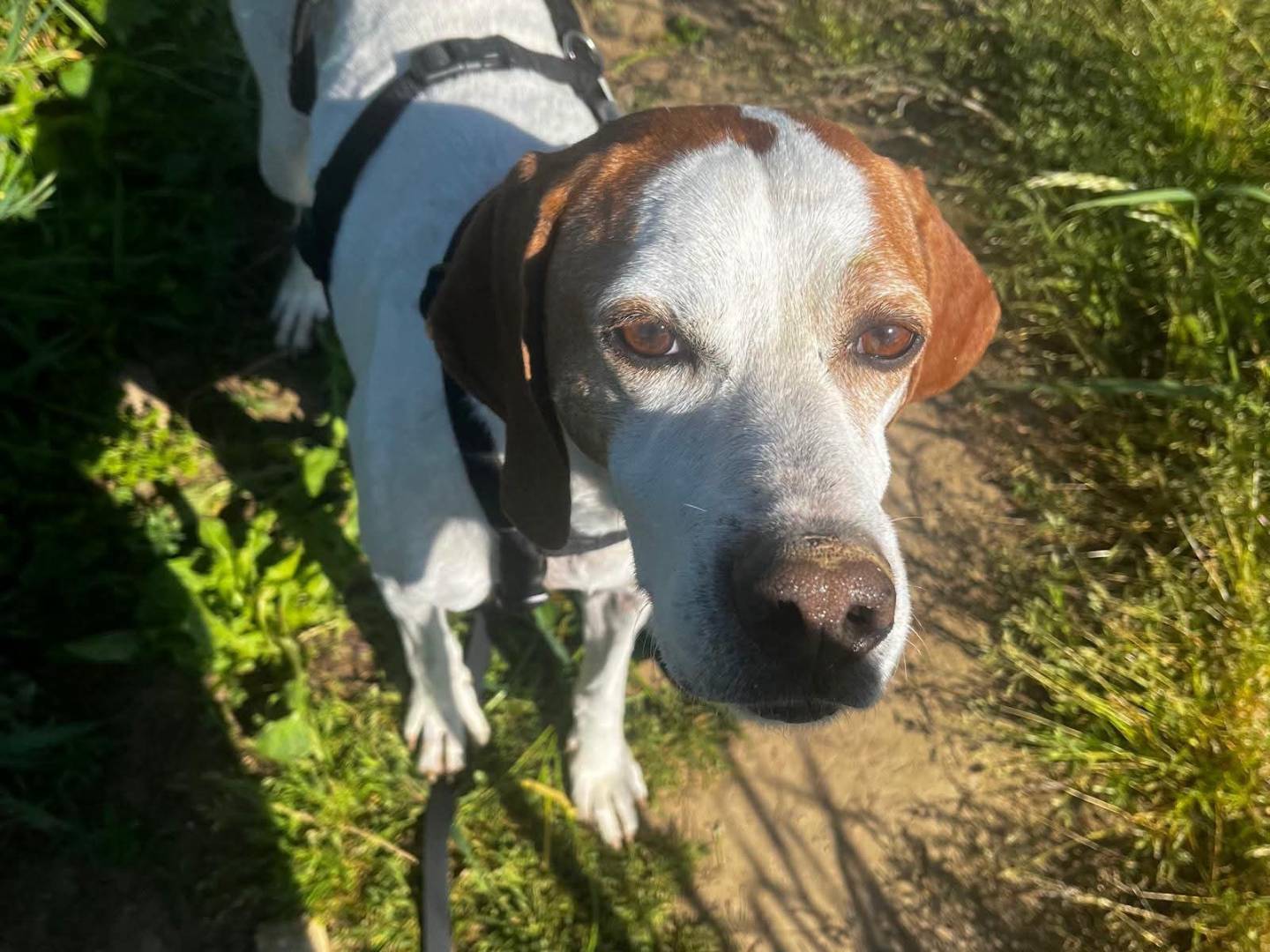 Adotta un cane, taglia media, femmina, Milano