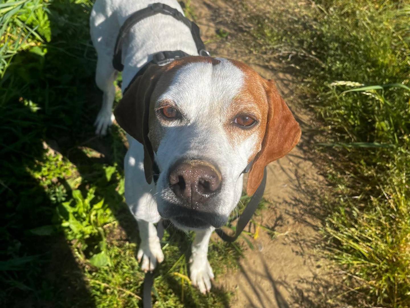 Vuoi adottare un cane a Milano?