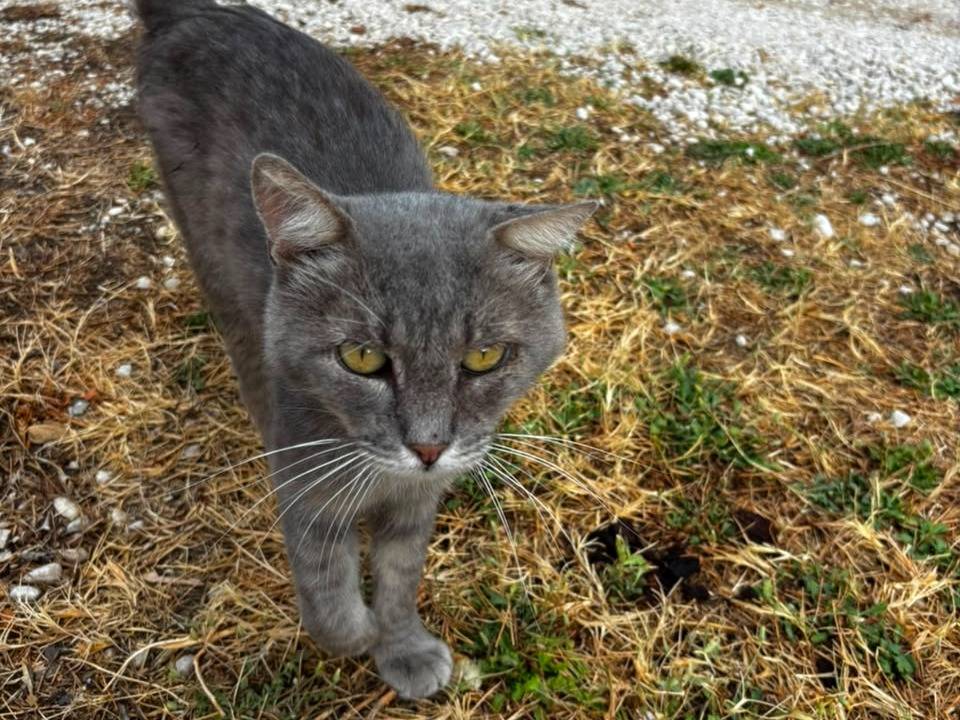 Foto 3 dell'animale