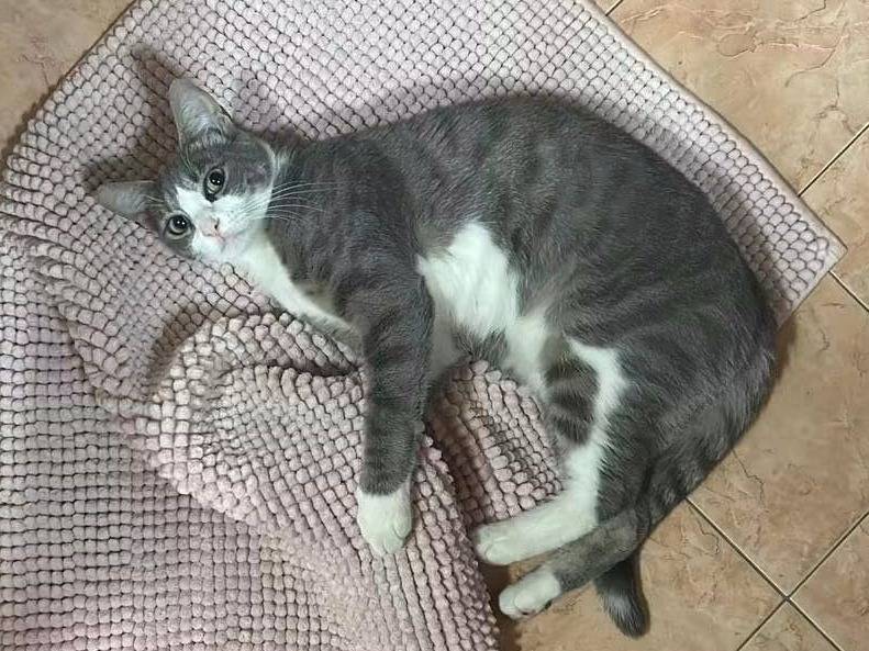 Vuoi adottare un gatto a Mantova?