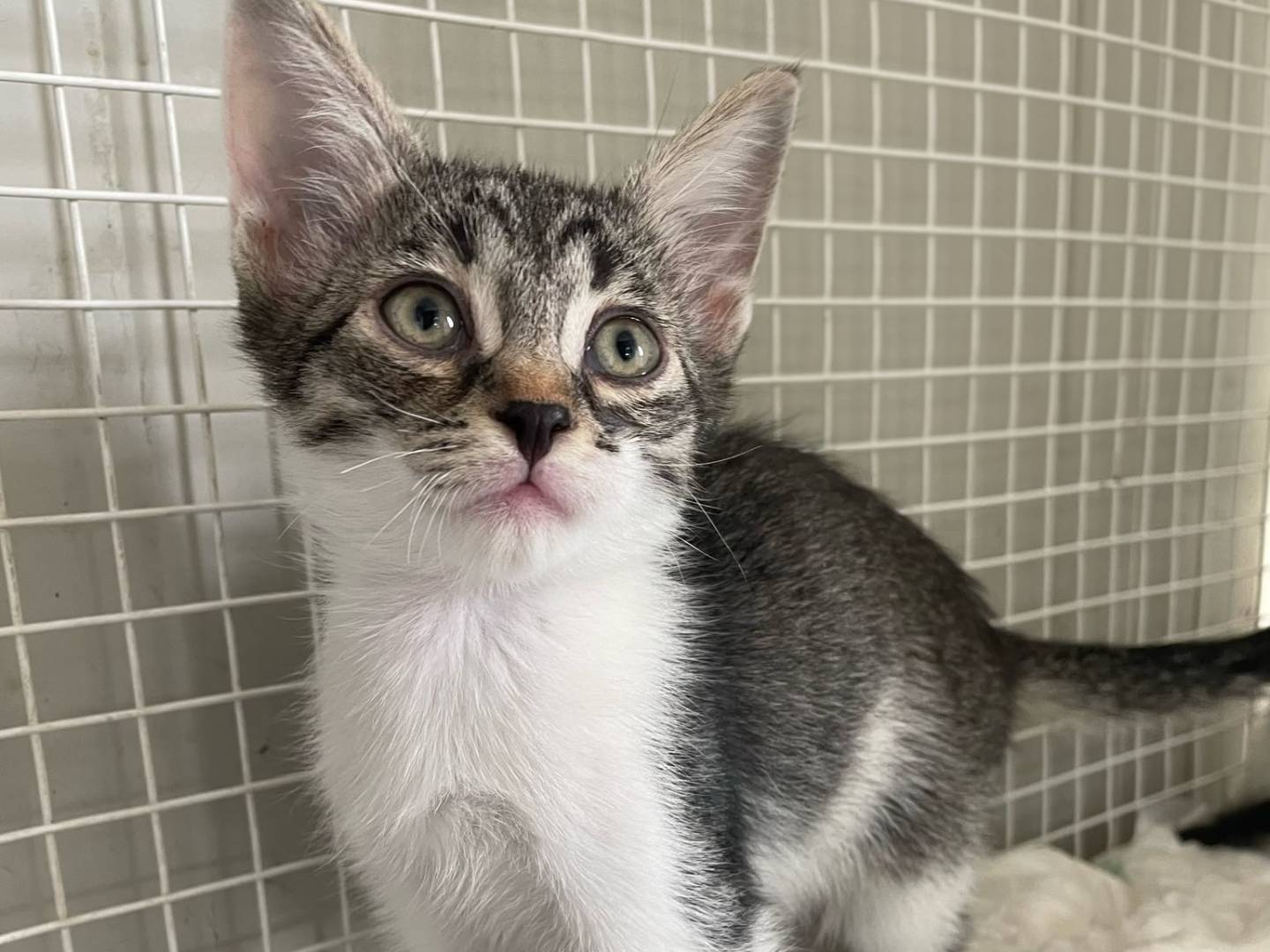 Adozione gatto, femmina, Razza sconosciuta Razza sconosciuta, 2 mesi, taglia non valida, Terni