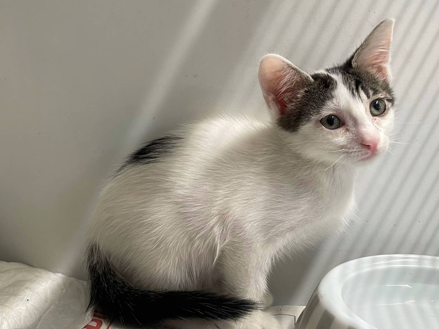 Adozione gatto, femmina, Razza sconosciuta Razza sconosciuta, 2 mesi, taglia non valida, Terni