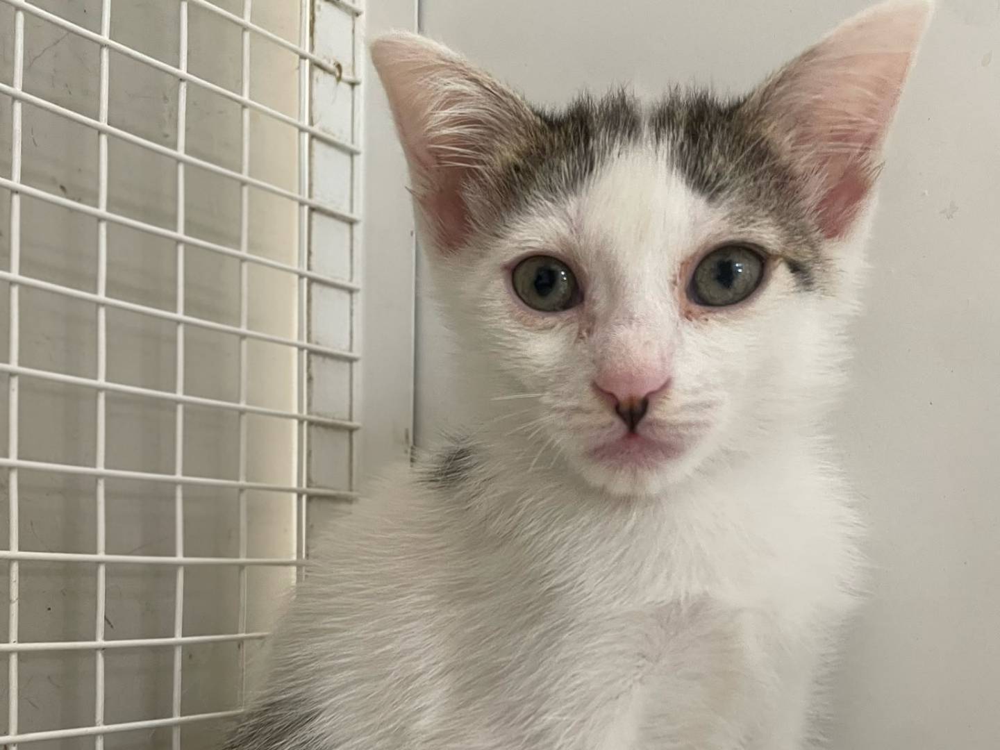 Adozione gatto, femmina, Razza sconosciuta Razza sconosciuta, 2 mesi, taglia non valida, Terni