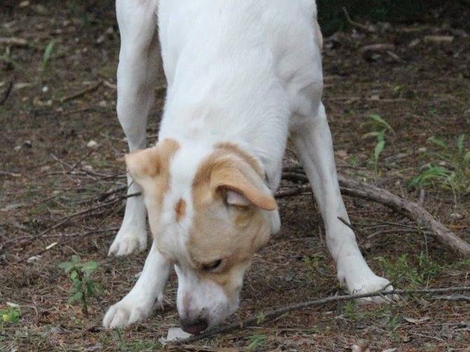 Adotta un cane, maschio, 8 anni e 3 mesi, Pavia