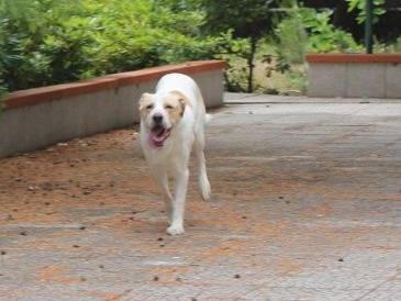 Vuoi adottare un cane a Pavia?