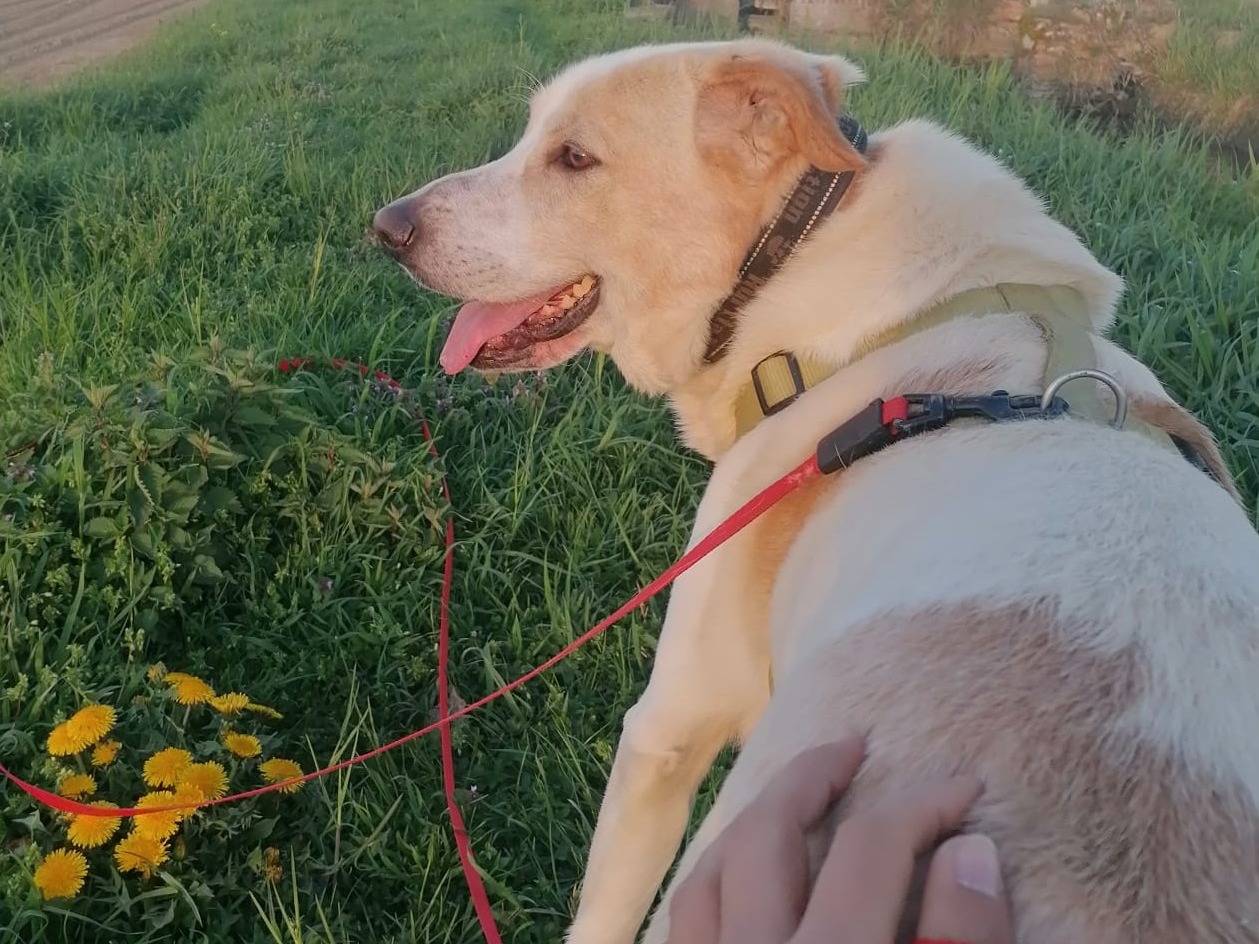 Adotta il cane Toby a Pavia