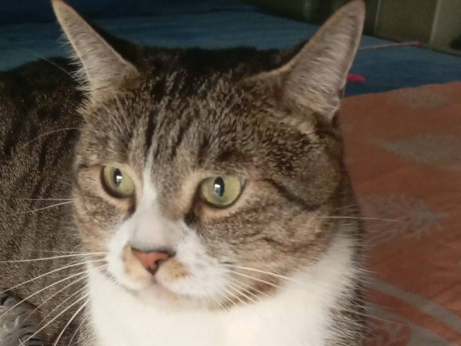 Adozione gatto, maschio, Razza sconosciuta Razza sconosciuta, 6 anni, taglia non valida, Barletta