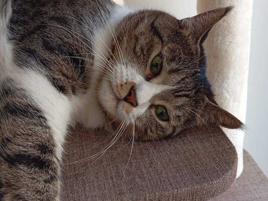 Adotta un gatto, maschio, 6 anni, Barletta