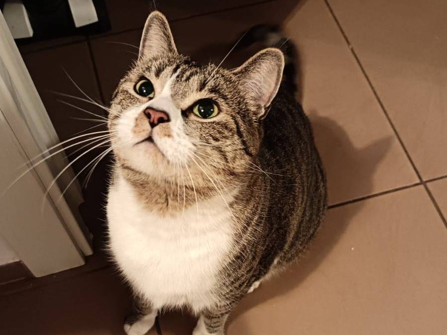 Adotta un gatto, taglia non valida, maschio, Barletta