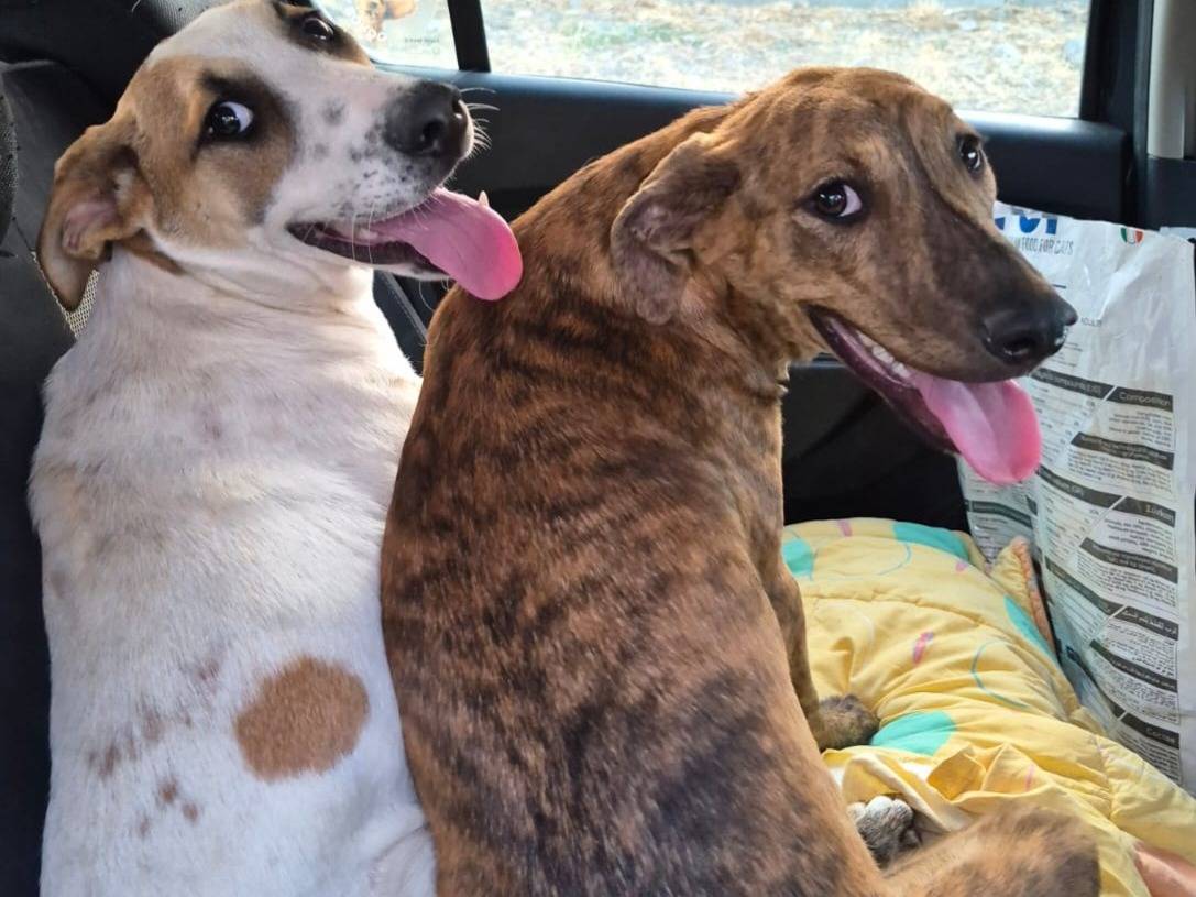 Adozione cane, femmina, Razza sconosciuta Razza sconosciuta, 6 mesi, taglia media contenuta, Catania