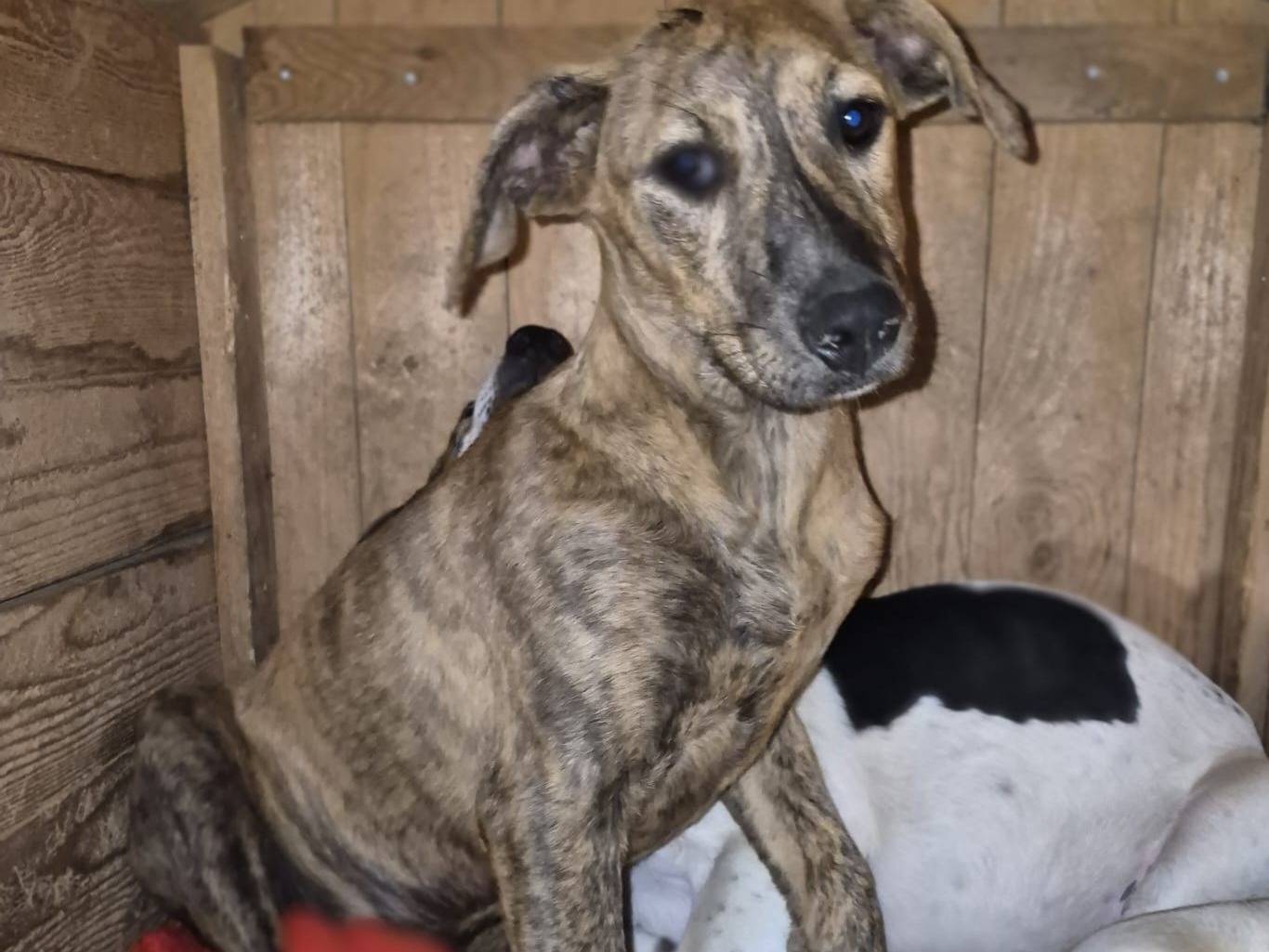 Adotta un cane, femmina, 6 mesi, Catania