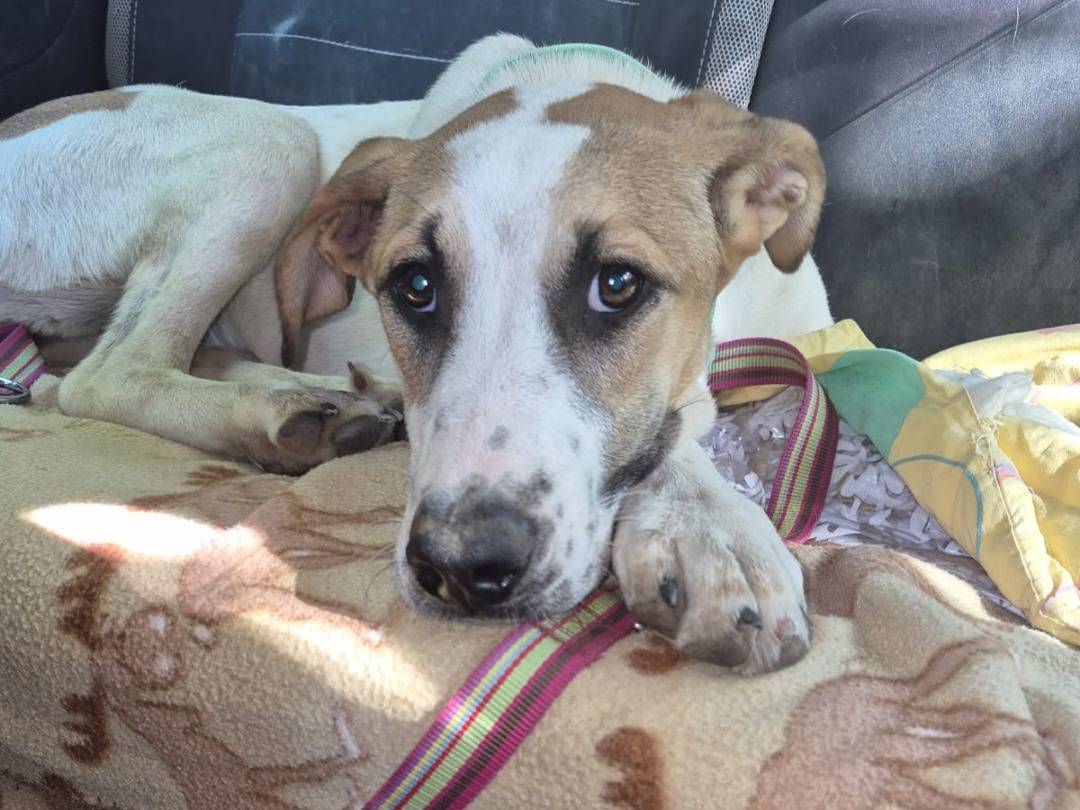 Adotta un cane, taglia media contenuta, femmina, Catania