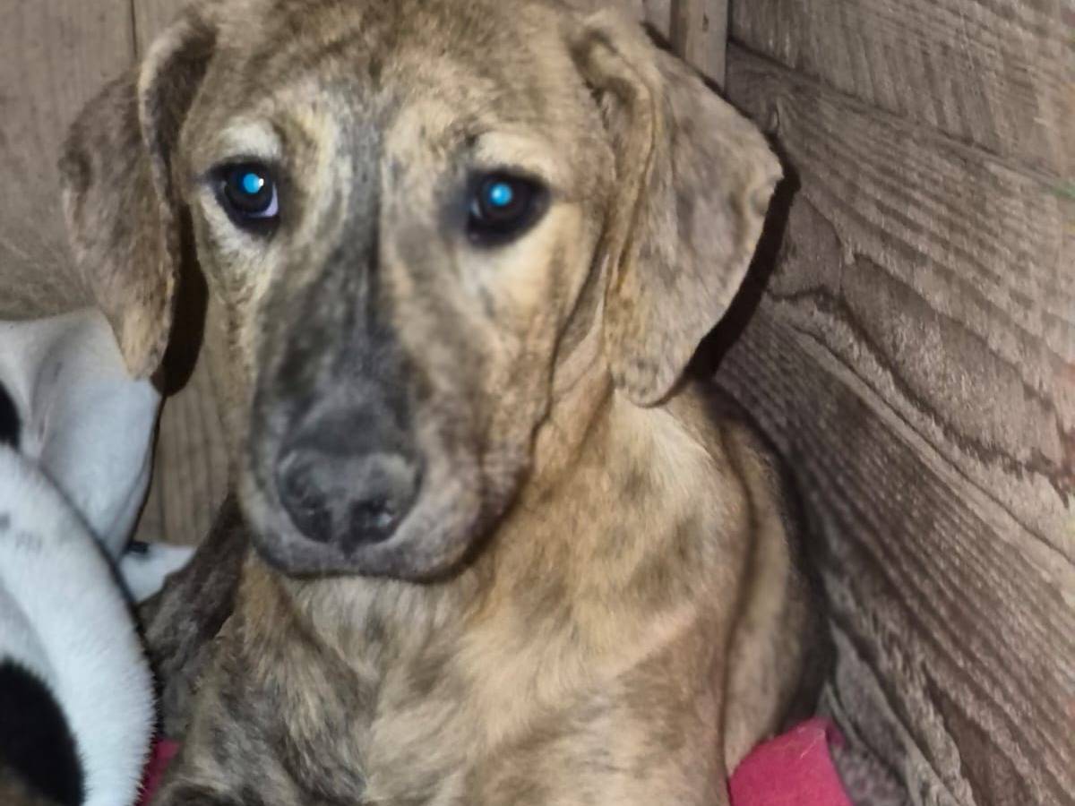 Vuoi adottare un cane a Catania?